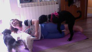 Dog Wants to Join Owners Yoga Party 