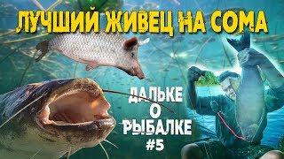 Лучший живец на сома  #Дальке о рыбалке 5