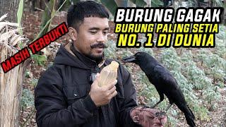 WOWO TERBUKTI BURUNG GAGAK PALING SETIA NOMOR 1 DI DUNIA  Mustahil Kalo Gak Balik Lagi