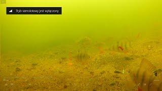 Catching perch on drop shot - how it looks underwater