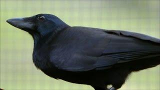 Are Crows the Ultimate Problem Solvers?  Inside the Animal Mind  BBC Earth