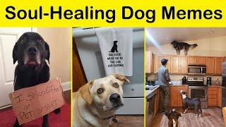 Soul-Healing Dog Memes That Are Cute And Funny At The Same Time NEW  Funny Daily