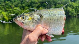 Learn This Technique And Never Get Skunked Again When River Catfishing