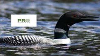 Common Loon Sound - Birds Call for Pro Hunters