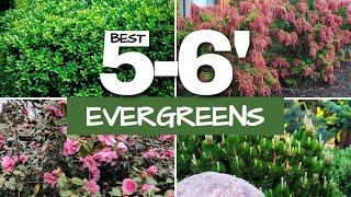 Medium-Sized Evergreen Shrubs for Your Garden