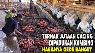 TERNAK JUTAAN CACING DIPADUKAN KAMBINGOMSET GEDE BANGET