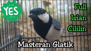 Josss SUARA burung gelatik batu gacor KEREN