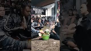 PAMITAN MAU PULANG #bantengan #jaranan #budaya #live #barongan #manunggalbudoyo