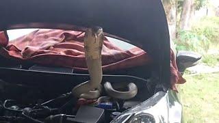 Catch the king cobra that was curled up inside the car bonnet