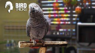 How to Bond with An Older Bird  African Grey Parrot