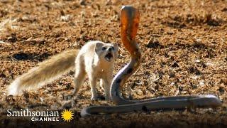 10 Craziest Animal Fights in the Animal Kingdom  Lions Hippos Cobras  Smithsonian Channel