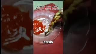 nombak ikan gabus diparit depan rumah buat obat luka