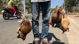 Rescue five puppies from the evil hand of the dog dealer