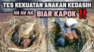 Tes kekuatan anakan burung kedasih biar kapok 