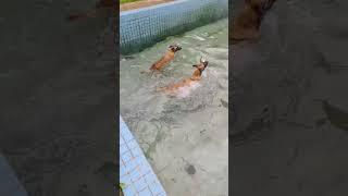 Belgian Malinois Catch Fish #dogtraining #dog #shepherd #malinoisdog #puppy