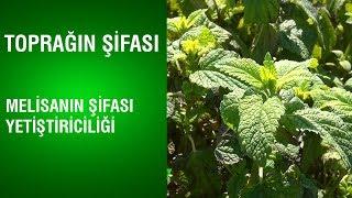 Toprağın Şifası - Melisanın Şifası ve Yetiştiriciliği