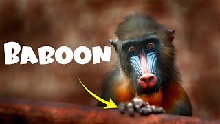 Facts of Baboon   Monkey  Funny  Africas Wild Wonders  Baboon Queen