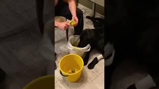 Funny dog eats potato peels watch Ben the adventurous eater in Kaliningrad