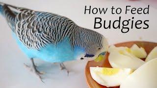 How to Feed Budgies  Choosing the Right Foods - ReEdit