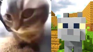 Chipi Chipi Chapa Chapa With Every Minecraft Cat