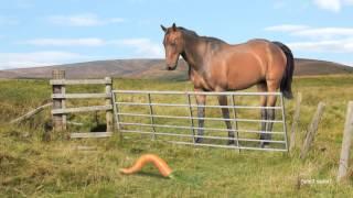 Horse & Carrot  Animated Short