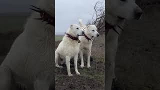 Akbaş köpek ırkı hakkında ansiklopedik bilgi