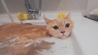 Cat Almost Fell Asleep During the Bath