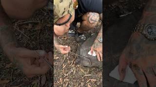 Removing TICKS off my TORTOISE  #reptile #tortoise #wildlife #animals #shorts