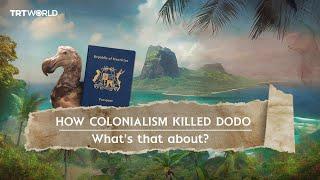 Dodo A bird that colonialism wiped off face of earth