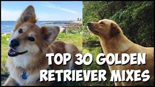 Top 30 Golden Retriever Mixes 2020 