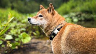 In memory of my BUSHCRAFT DOG - DASYA Camping with red beast The history and life of a forest dog