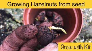 Growing Hazelnut Trees from Seed - Step-by-step guide