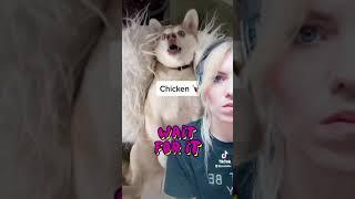 Yelling doggo Chicken Song 