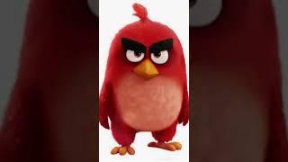 Angry Birds #comedy #aussie #angrybirds #funny