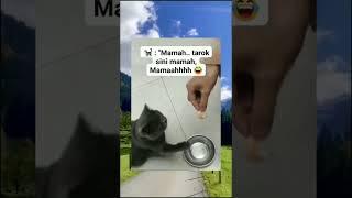 kucing pintar baik dan penurut