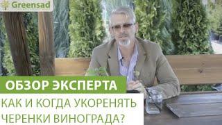 Как и когда укоренять черенки винограда?