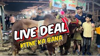 Live deal  soda bahut Mushkil Se final Howa ￼ qurbani 2024 I shahpur kanjra Mandi Lahore