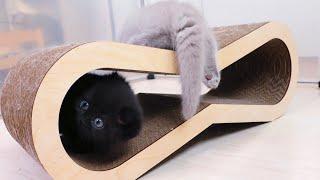 Fluffy Fails Kittens First Lesson on the Scratching Post with Kiki
