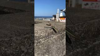 I saw a Praying Mantis praying at a Shrine in Japan…..