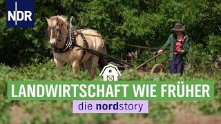 Altes Wissen neu im Norden für Ackerbau und Viehzucht entdeckt  die nordstory  NDR