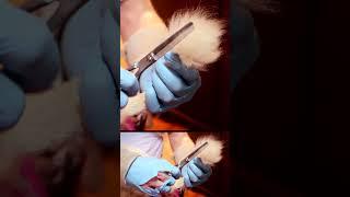 Cat gets a Lion Clip grooming experience ️ #ytshorts #shorts #cat #groom #lion #pets