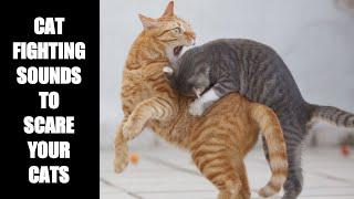 Cat Fighting Sounds to Scare Cats #3