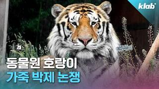 동물 보호 단체 반대에 부딪힌 동물원 호랑이 박제｜크랩
