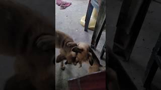 Puppy playtime puppies playing together so happy #puppyplaytime