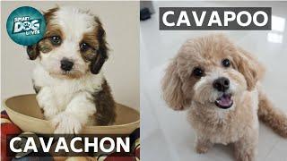 Cavachon VS Cavapoo  These Are the Similarities and Differences Between Cavachon and Cavapoo