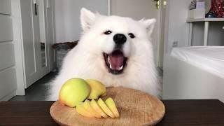 ASMR Dog Enjoying Yellow Apple