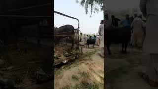 most funny seen in islamabad cow mandi #shorts