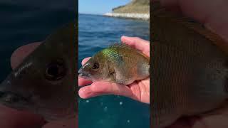 Черноморский карась Ласкирь- зубастый бандит#rockfishing #fishing #sea