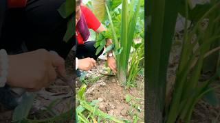 Taro Farming Techniques #farming #agriculture #naturelovers