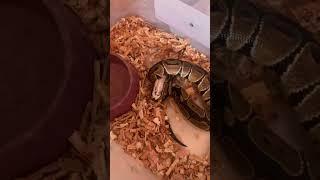 Feeding My ball python